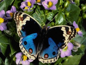 Papillon d'Amitié